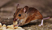 24 Hour & Emergency Exterminators in Maryland Line, MD